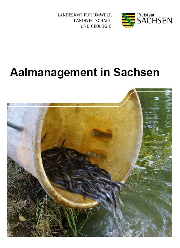 Das Bild zeigt den Titel der Broschüre Aalmanagement in Sachsen