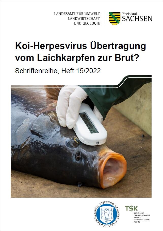 Koi-Herpesvirus vom Laichkarpfen auf die Brut?