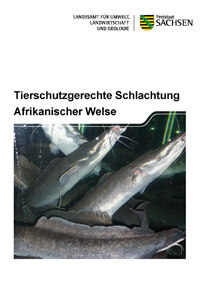 Das Bild zeigt den Titel der Broschüre Tierschutzgerechte Schlachtung Afrikanischer Welse