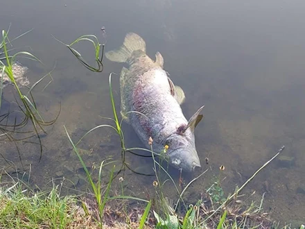 toter Fisch in Gewässer